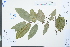  (Sageretia hamosa - Ge03925)  @11 [ ] CreativeCommons  Attribution Non-Commercial Share-Alike  Unspecified Herbarium of South China Botanical Garden