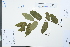  ( - Ge03928)  @11 [ ] CreativeCommons  Attribution Non-Commercial Share-Alike  Unspecified Herbarium of South China Botanical Garden