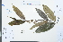  ( - Ge03940)  @11 [ ] CreativeCommons  Attribution Non-Commercial Share-Alike  Unspecified Herbarium of South China Botanical Garden