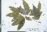  (Fagus longipetiolata - Ge03950)  @11 [ ] CreativeCommons  Attribution Non-Commercial Share-Alike  Unspecified Herbarium of South China Botanical Garden