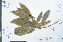  (Machilus versicolora - Ge03954)  @11 [ ] CreativeCommons  Attribution Non-Commercial Share-Alike  Unspecified Herbarium of South China Botanical Garden