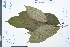  (Ficus langkokensis - Ge03957)  @11 [ ] CreativeCommons  Attribution Non-Commercial Share-Alike  Unspecified Herbarium of South China Botanical Garden