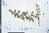  (Embelia - Ge03960)  @11 [ ] CreativeCommons  Attribution Non-Commercial Share-Alike  Unspecified Herbarium of South China Botanical Garden