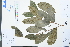  (Pileostegia - Ge03961)  @11 [ ] CreativeCommons  Attribution Non-Commercial Share-Alike  Unspecified Herbarium of South China Botanical Garden