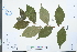  (Ulmus castaneifolia - Ge03969)  @11 [ ] CreativeCommons  Attribution Non-Commercial Share-Alike  Unspecified Herbarium of South China Botanical Garden