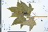  ( - Ge03971)  @11 [ ] CreativeCommons  Attribution Non-Commercial Share-Alike  Unspecified Herbarium of South China Botanical Garden