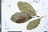  ( - Ge03973)  @11 [ ] CreativeCommons  Attribution Non-Commercial Share-Alike  Unspecified Herbarium of South China Botanical Garden