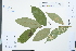  ( - Ge03974)  @11 [ ] CreativeCommons  Attribution Non-Commercial Share-Alike  Unspecified Herbarium of South China Botanical Garden