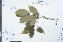  ( - Ge03978)  @11 [ ] CreativeCommons  Attribution Non-Commercial Share-Alike  Unspecified Herbarium of South China Botanical Garden