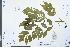  ( - Ge03983)  @11 [ ] CreativeCommons  Attribution Non-Commercial Share-Alike  Unspecified Herbarium of South China Botanical Garden