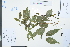 ( - Ge03997)  @11 [ ] CreativeCommons  Attribution Non-Commercial Share-Alike  Unspecified Herbarium of South China Botanical Garden