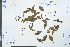  (Ligustrum lianum - Ge04012)  @11 [ ] CreativeCommons  Attribution Non-Commercial Share-Alike  Unspecified Herbarium of South China Botanical Garden