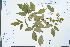  ( - Ge04014)  @11 [ ] CreativeCommons  Attribution Non-Commercial Share-Alike  Unspecified Herbarium of South China Botanical Garden