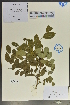  ( - Ge04041)  @11 [ ] CreativeCommons  Attribution Non-Commercial Share-Alike  Unspecified Herbarium of South China Botanical Garden