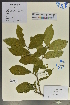  ( - Ge04047)  @11 [ ] CreativeCommons  Attribution Non-Commercial Share-Alike  Unspecified Herbarium of South China Botanical Garden