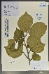  (Hamamelis mollis - Ge04051)  @11 [ ] CreativeCommons  Attribution Non-Commercial Share-Alike  Unspecified Herbarium of South China Botanical Garden