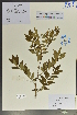  (Zanthoxylum stipitatum - Ge04069)  @11 [ ] CreativeCommons  Attribution Non-Commercial Share-Alike  Unspecified Herbarium of South China Botanical Garden