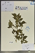  ( - Ge04073)  @11 [ ] CreativeCommons  Attribution Non-Commercial Share-Alike  Unspecified Herbarium of South China Botanical Garden