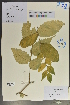  (Zelkova - Ge04078)  @11 [ ] CreativeCommons  Attribution Non-Commercial Share-Alike  Unspecified Herbarium of South China Botanical Garden