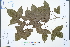 ( - Ge04235)  @11 [ ] CreativeCommons  Attribution Non-Commercial Share-Alike  Unspecified Herbarium of South China Botanical Garden