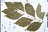  ( - Ge04253)  @11 [ ] CreativeCommons  Attribution Non-Commercial Share-Alike  Unspecified Herbarium of South China Botanical Garden