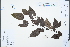  ( - Ge04255)  @11 [ ] CreativeCommons  Attribution Non-Commercial Share-Alike  Unspecified Herbarium of South China Botanical Garden
