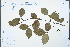 ( - Ge04257)  @11 [ ] CreativeCommons  Attribution Non-Commercial Share-Alike  Unspecified Herbarium of South China Botanical Garden