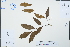  ( - Ge04259)  @11 [ ] CreativeCommons  Attribution Non-Commercial Share-Alike  Unspecified Herbarium of South China Botanical Garden