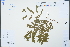  ( - Ge04261)  @11 [ ] CreativeCommons  Attribution Non-Commercial Share-Alike  Unspecified Herbarium of South China Botanical Garden