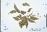  ( - Ge04281)  @11 [ ] CreativeCommons  Attribution Non-Commercial Share-Alike  Unspecified Herbarium of South China Botanical Garden