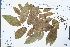  ( - Ge04285)  @11 [ ] CreativeCommons  Attribution Non-Commercial Share-Alike  Unspecified Herbarium of South China Botanical Garden