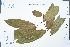  (Salacia sessiliflora - Ge04286)  @11 [ ] CreativeCommons  Attribution Non-Commercial Share-Alike  Unspecified Herbarium of South China Botanical Garden