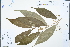  ( - Ge04289)  @11 [ ] CreativeCommons  Attribution Non-Commercial Share-Alike  Unspecified Herbarium of South China Botanical Garden