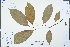  ( - Ge04292)  @11 [ ] CreativeCommons  Attribution Non-Commercial Share-Alike  Unspecified Herbarium of South China Botanical Garden