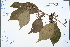  ( - Ge04297)  @11 [ ] CreativeCommons  Attribution Non-Commercial Share-Alike  Unspecified Herbarium of South China Botanical Garden