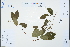  (Berchemia floribunda - Ge04311)  @11 [ ] CreativeCommons  Attribution Non-Commercial Share-Alike  Unspecified Herbarium of South China Botanical Garden