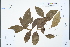 ( - Ge04315)  @11 [ ] CreativeCommons  Attribution Non-Commercial Share-Alike  Unspecified Herbarium of South China Botanical Garden