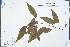  ( - Ge04317)  @11 [ ] CreativeCommons  Attribution Non-Commercial Share-Alike  Unspecified Herbarium of South China Botanical Garden