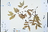  ( - Ge04328)  @11 [ ] CreativeCommons  Attribution Non-Commercial Share-Alike  Unspecified Herbarium of South China Botanical Garden