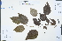  ( - Ge04329)  @11 [ ] CreativeCommons  Attribution Non-Commercial Share-Alike  Unspecified Herbarium of South China Botanical Garden