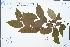  ( - Ge04616)  @11 [ ] CreativeCommons  Attribution Non-Commercial Share-Alike  Unspecified Herbarium of South China Botanical Garden