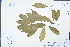  ( - Ge04346)  @11 [ ] CreativeCommons  Attribution Non-Commercial Share-Alike  Unspecified Herbarium of South China Botanical Garden