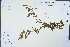  (Phyllanthus chekiangensis - Ge04366)  @11 [ ] CreativeCommons  Attribution Non-Commercial Share-Alike  Unspecified Herbarium of South China Botanical Garden