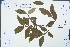  ( - Ge04368)  @11 [ ] CreativeCommons  Attribution Non-Commercial Share-Alike  Unspecified Herbarium of South China Botanical Garden