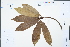  ( - Ge04383)  @11 [ ] CreativeCommons  Attribution Non-Commercial Share-Alike  Unspecified Herbarium of South China Botanical Garden