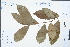  ( - Ge04385)  @11 [ ] CreativeCommons  Attribution Non-Commercial Share-Alike  Unspecified Herbarium of South China Botanical Garden