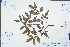  ( - Ge04389)  @11 [ ] CreativeCommons  Attribution Non-Commercial Share-Alike  Unspecified Herbarium of South China Botanical Garden