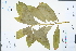  ( - Ge04393)  @11 [ ] CreativeCommons  Attribution Non-Commercial Share-Alike  Unspecified Herbarium of South China Botanical Garden