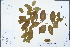  ( - Ge04402)  @11 [ ] CreativeCommons  Attribution Non-Commercial Share-Alike  Unspecified Herbarium of South China Botanical Garden