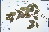  ( - Ge04403)  @11 [ ] CreativeCommons  Attribution Non-Commercial Share-Alike  Unspecified Herbarium of South China Botanical Garden
